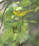 Yellow Warbler 6659